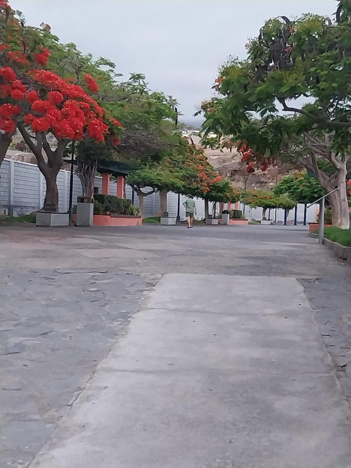 Mi Casita Tenerife Sur Free Wifi E Ac アロナ エクステリア 写真